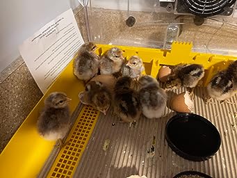 Brinsea Ovation 56 EX Incubator hatched eggs
